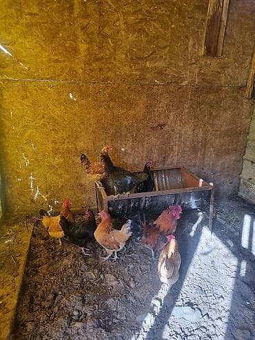 клетки для бройлера: Продаю | Куры | Домашняя | Для разведения — 3