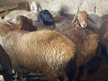 кой козу: Продаю | Баран (самец) | Гиссарская, Арашан | На забой, Для разведения | Осеменитель — 5