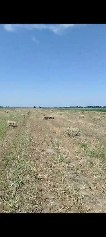 сколько стоят кролики домашние: Беде тук сатылат 150 — 1