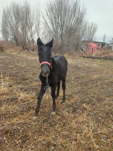 объявления о найденных животных: Эки эркек кулун - Возраст: примерно несколько месяцев (молодой, на — 1
