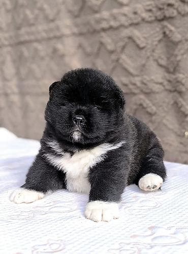 сколько стоит американская акита: 1 месяц, Самка, С прививкой, С родословной — 2