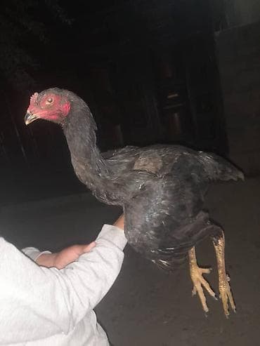 дакан петух: Продаю | Куры | Бойцовая | Для разведения — 8