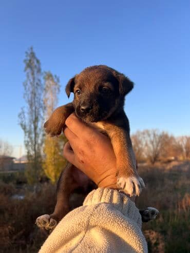 объявления о найденных собаках: 10 щенят Отец. Крысолов мать. Звонок Щенки хорошие. Смотрим дома не — 4
