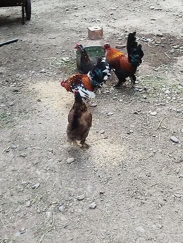 кошка манас: Продаю | Куры | Для разведения — 3
