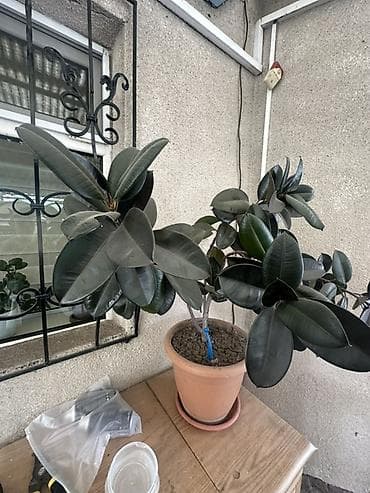 фикус чёрный принц: Фикус эластика (Ficus elastica) в горшке Отдам с горшком - Крупное — 2