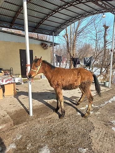 лошадь пони: Продаю | Жеребенок | Для разведения — 1