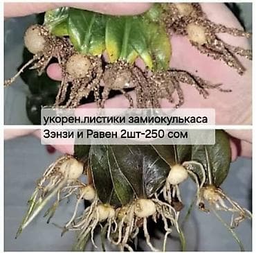 Үй жана бакча: -укоренённые листики замиокулькаса Зэнзи и Равен с хорошей корневой — 1