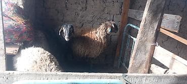 стришка барана: Продаю | Овца (самка) | Для разведения — 8