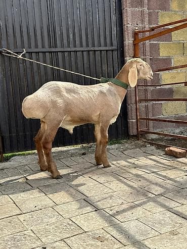 Коровы, быки: Продаю | Баран (самец) | Арашан | Для разведения | Племенные — 2