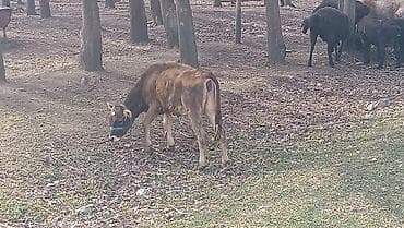 Аквариумдар: Сатам | Кунаажын | Алатоолук | Бордоп семиртүү үчүн — 2