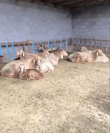 Продаю | Овца (самка) | Для разведения | Племенные