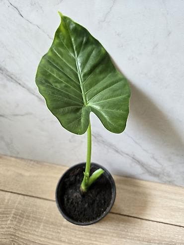 Монстеры: Сциндапсусы,сансевиерии,сингониум Ред спот,сингиниум пинк бьюти — 9