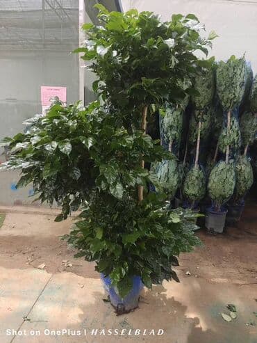 купить комнатные цветы в бишкеке: Комнатные декоративные растения в кашпо 1) Толстянка (Crassula ovata — 33