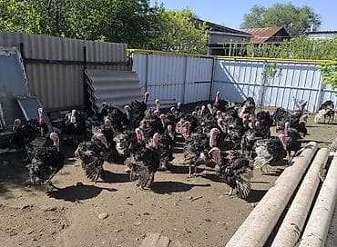 В продаже Индюки. - Возраст: 10 месяцев. Самцы. - Назначение: мясное