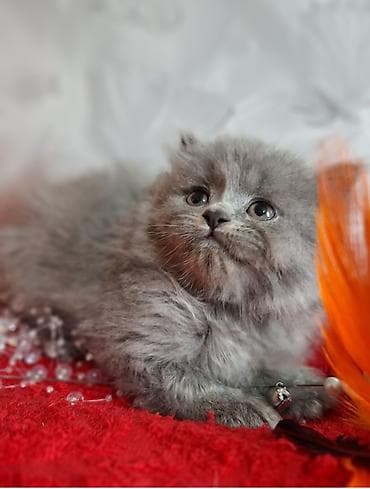 cat litter: Скотиш Страйт (Шотландская прямоухая), 2 месяца, Мальчик, Голубой, Приучена к лотку, Проглистована — 5