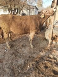 высокоудойные коровы: Продаю | Корова (самка) | Швицкая | Для разведения | Нетель — 8