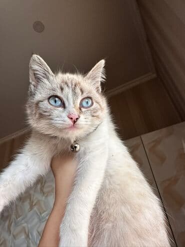 4 месяца, Девочка, Приучена к лотку