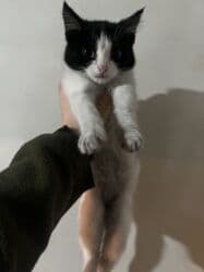 Вязка кошек: Кошка даром: Скотиш Фолд (Шотландская вислоухая), 4 месяца, Мальчик, Метис, Приучена к лотку, Проглистована — 4