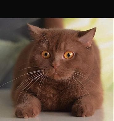 британская длинношерстная кошка: ✨ британцы ДОРОГО✨ наши малыши — настоящие бриллианты с мягкой шубкой — 3