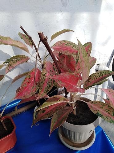 Продам домашнюю адаптированную красавицу Аглаонему. сорт "Черри Беби"