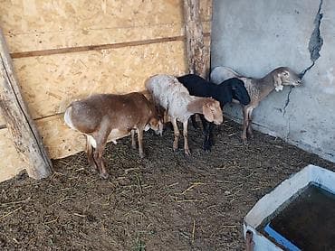 животные кошка: Продаю | Баран (самец) | Арашан — 2