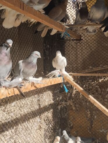 борщ кой: СРОЧНО ПО 350 СОМ оптом город ТОКМОК Породистые декоративные голуби с — 13