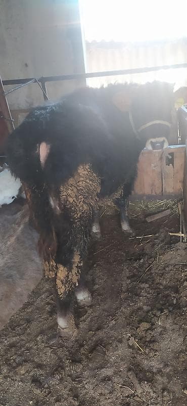 Рыбы: Продаю | Бык (самец) | На откорм | Привязанные — 2