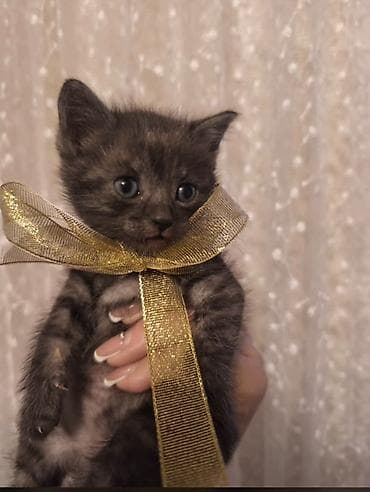 Котята, окрасы: дымчатый (серо‑чёрный мраморный) и чёрный. На фото —
