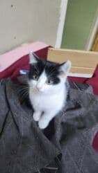 отдам даром вислоухого котенка: Мышык бекер берилет: Породасыз, 3 айлык, Ургаачы, Лотокко барууга үйрөтүлгөн — 4