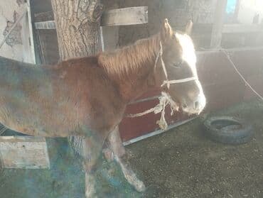 трекер для животных: Продаю | Жеребенок | Для разведения | Племенные — 3