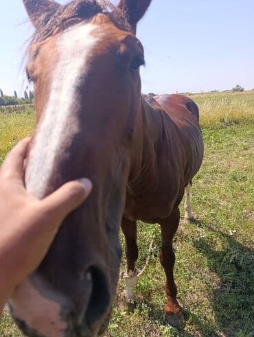 продаю в связи с переездом: Сатам | Жылкы (эркек) | Аргын | Көбөйтүү үчүн | Асыл тукумдуу — 5