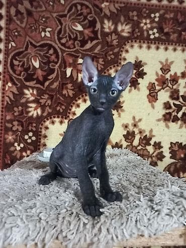 кошка шатланский: 🐾🐈‍⬛ Котята донского сфинкса готовы переехать в любящую семью. Два — 4