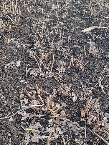 где можно купить семена грибов: Саженцы малины (корневые отпрыски/делёнки) - Свежевыкопанные корневые — 3