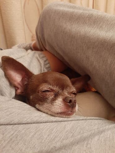 американские булли: Чихуахуа, Более 5 лет, Самец — 3