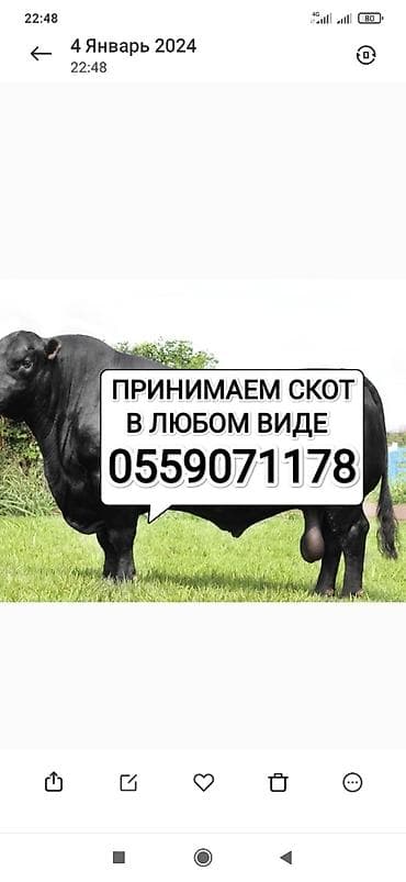 Жеке жак, Колбаса цехи : Уйлар, букалар, Жылкылар, аттар, | Күнү-түнү, Бардык шартта, Союлган