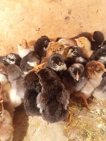 Продаю | Цыплята | Для разведения at lalafo.kg Продаю | Цыплята | Для разведения