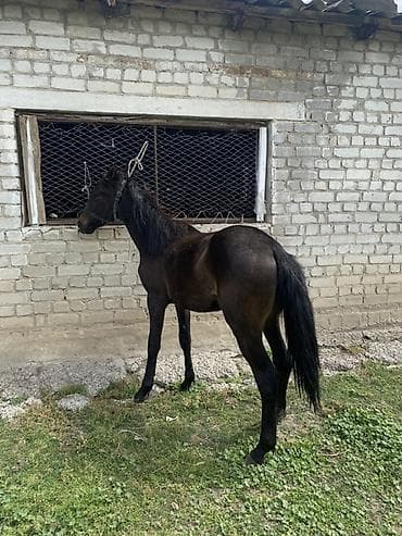 расрочка уй: Продаю | Жеребенок | Конный спорт — 1