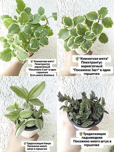 каланхое: Комнатные растения — декоративнолиственные и цветущие, в горшках. - — 1