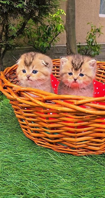 порода кошек вислоухая: Шотландские котята от красивой пары. Scottish fold и straight — 5