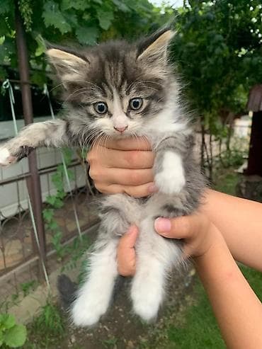 Мышыктар: Отдам в добрые руки. Котята ищут свою семью🐾 🤍 Белая девочка — 3
