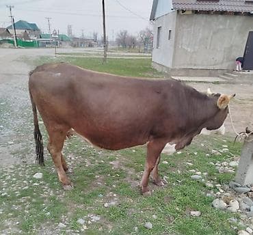 буки: Продаю | Корова (самка) | Для молока | Привязанные — 1