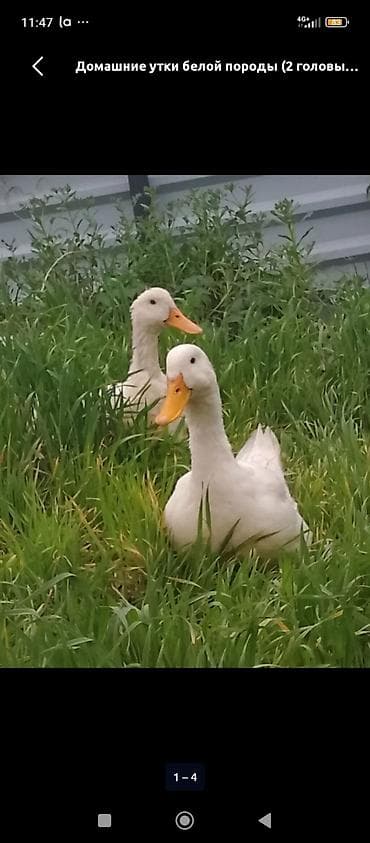 утка дикий: Домашние утки белой породы (2 продаю срочно головы) - Порода: белая — 2