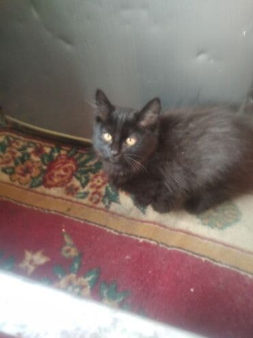 питомник кошек: Кошка даром: Беспородная, 3 месяца, Девочка — 2