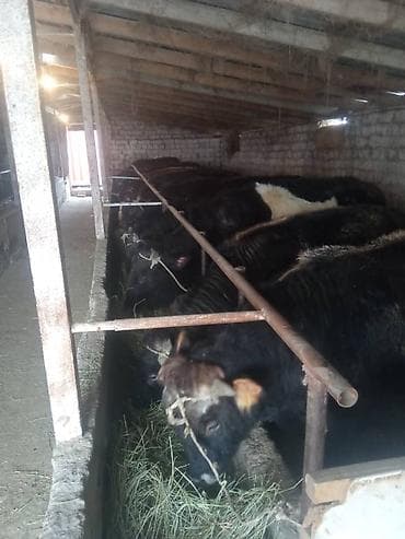 откорм: Продаю | Бык (самец) | На откорм | Привязанные — 9