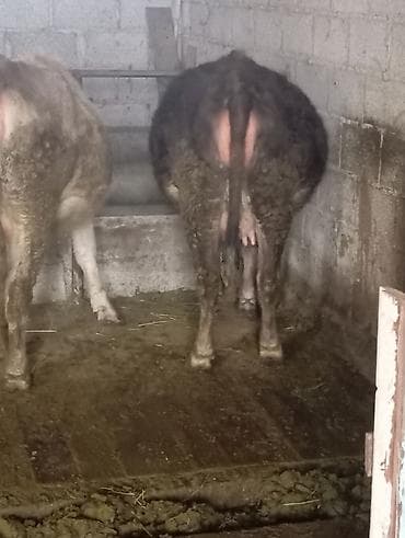 ангус парода: Продаю | Корова (самка) | Алатауская | Для молока | Стельные — 6