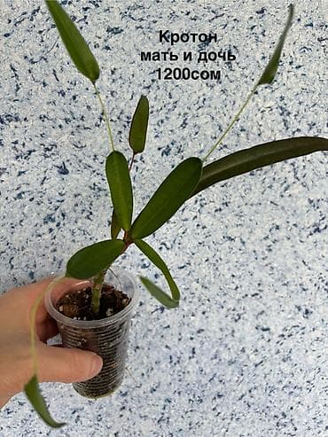 Комнатные растения: Комнатные растения в горшках: 1) Сциндапсус pictus Trebie — лиана с — 8