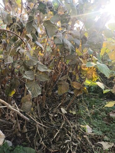 Саженцы малины (садовые кусты) - Многолетние кусты малины из