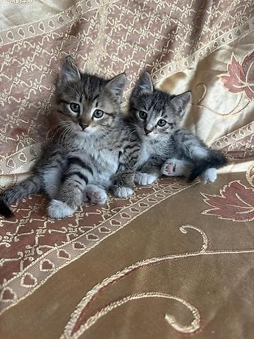 кошка жалал абад: Отдам котят в добрые руки ГОРОД ОШ ГОРОД ОШ ГОРОД ОШ ГОРОД ОШ — 2