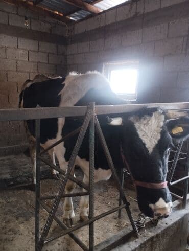 Ветеринар кызматы: Сатам | Уй (ургаачы) | Сүт алуу үчүн | Музоологондон кийин — 5