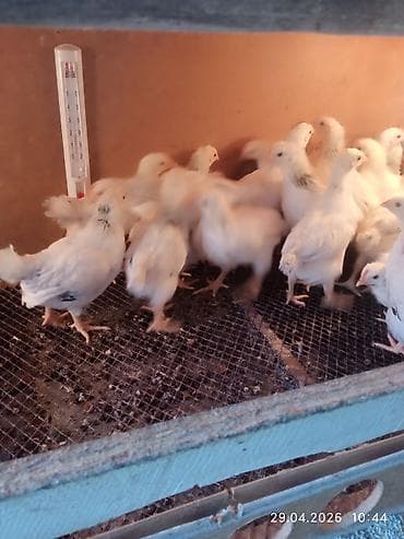 Продаю | Цыплята | Несушки